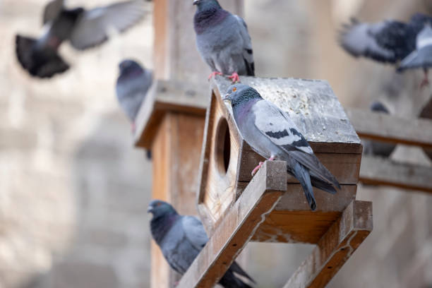 Many pigeons in the garden