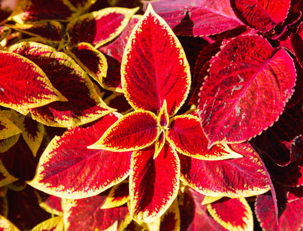 istock Red-yellow leaves on an ornamental plant 2151236891