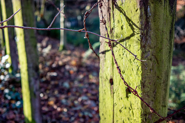 rough old wooden post for pasture fence
