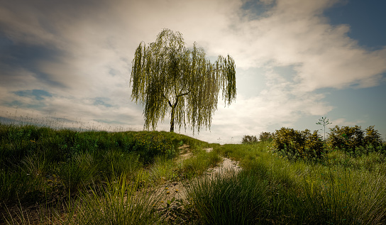 A meadow on a hill where a weeping willow casts long shadows - 3D illustration