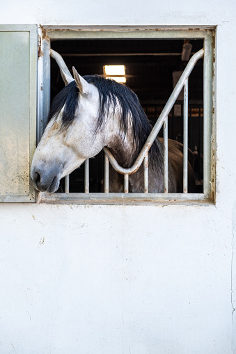 Horses' personalities can vary considerably, just like humans. Some may be calm and docile, while others may be more energetic or temperamental. Socialization, training and genetics are factors that influence their behavior and temperament.