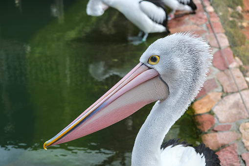 Close up of a white pelican (Pelecanus onocrotalus)