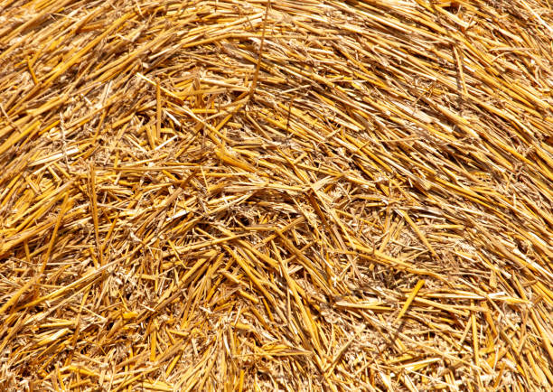 istock Dry hay as an abstract background. Texture 2151238443