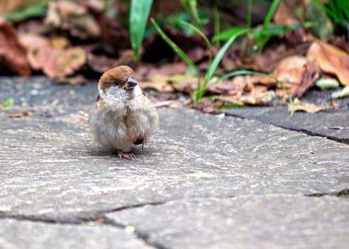 Small brown sparrow with black bib & chestnut cap. Thrives in London's parks, feasting on seeds & insects.