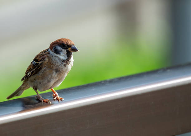 istock Eurasian Tree Sparrow (Passer montanus) - London Park's Chirpy Resident 2151238522