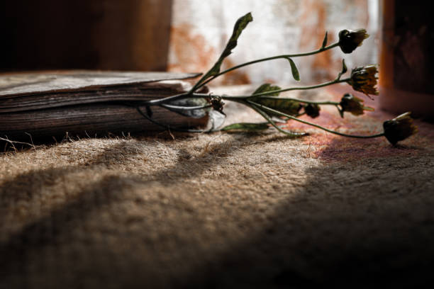 Flowers on a book with light from the window