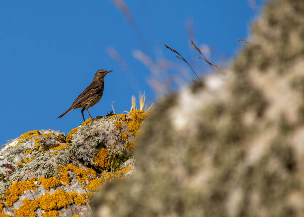 istock Rock Pipit (Anthus petrosus) - Ireland's Eye's Coastal Charmer 2151240843