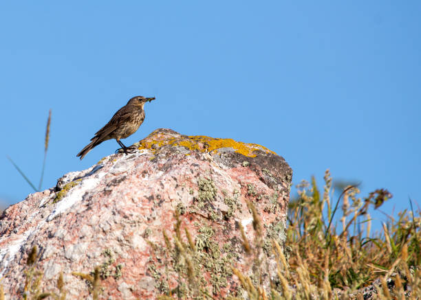 istock Rock Pipit (Anthus petrosus) - Ireland's Eye's Coastal Charmer 2151240844