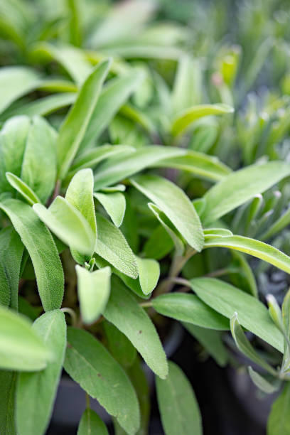 istock Fresh sage leaves in the garden 2151241424