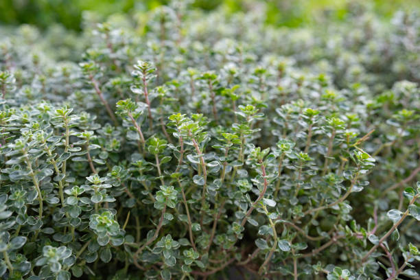 Fresh thyme herbs in the garden