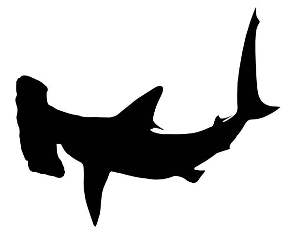 Underwater image of Great Hammerhead shark in the blue ocean off Bimini, The Bahamas. Killing due to misconception of sharks as well as unsustainable fishing to obtain its fins has led to  a dramatic collapse in shark populations worldwide. As a consequence the hammerheadshark as well as other species of sharks are now critically endangered.