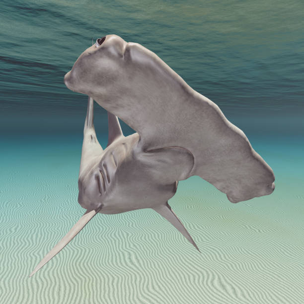 Carcharias taurus Sand Tiger Shark