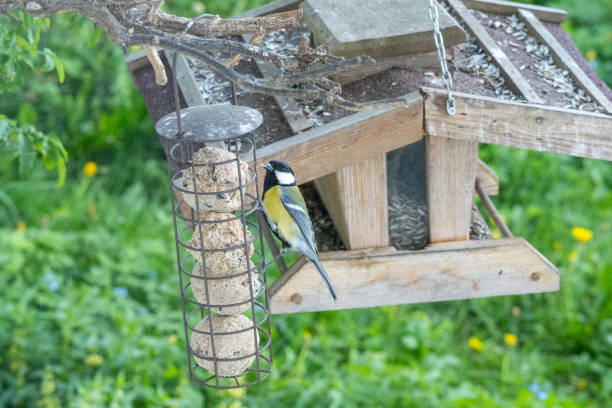 istock A great tit (Parus major) pecking at a fat ball 2151241893