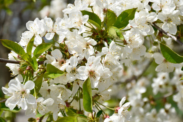 istock Cherry blossoms, white fragrant flowers, blooming flowering tree branch 2151242644