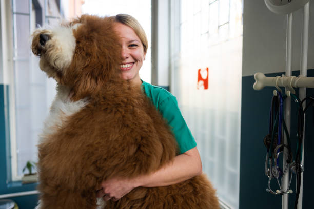 istock The vet behind the big fluffy dog 2151244959