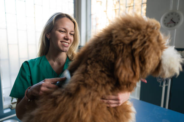 istock Vet is brushing the big dog 2151244962