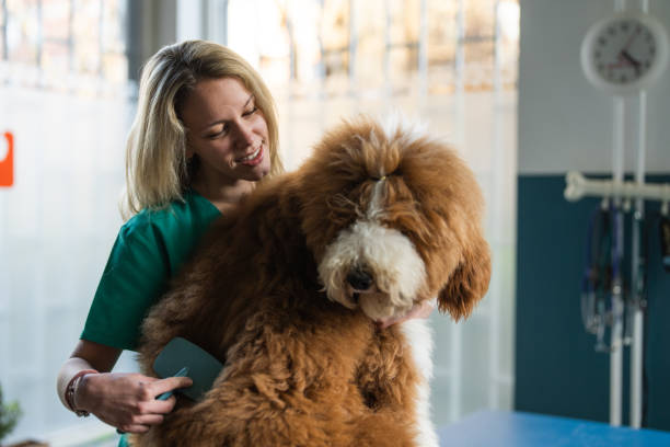 istock The vet tends the dog's coat 2151244996