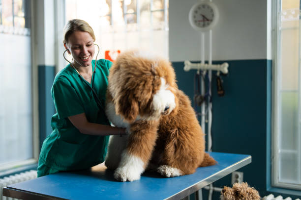 istock Big fluffy dog on the examination table 2151245099