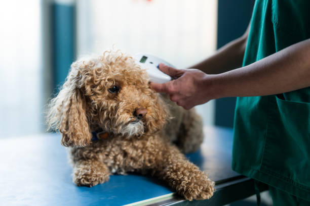 The small poodle dog is lying at the examination table at the veterinary clinic. An unknown vet is examining the small  poodle at the vet's clinic.