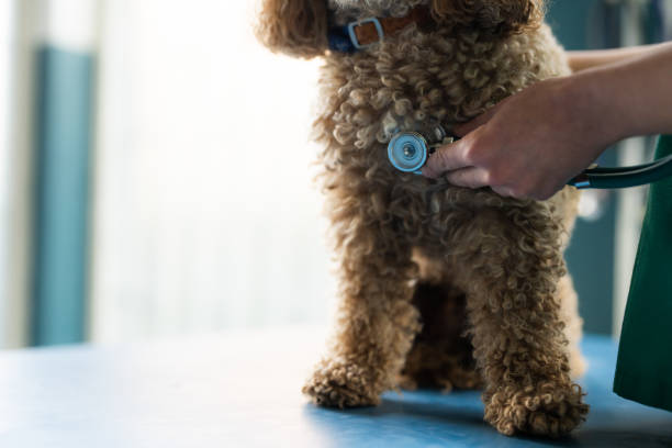 Veterinarian in blue scrubs and gloves examining an adult beagle dog with a stethoscope, providing professional pet care and a health checkup at a veterinary clinic
