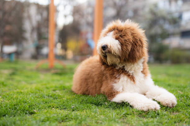 Big fluffy brown and white English Sheepdog is lying on the grass at the park, looking to the left.