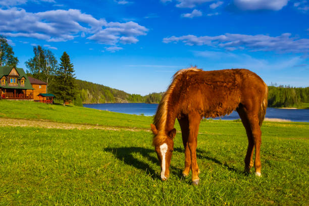 istock Horse grazing in the meadow. 2151246156