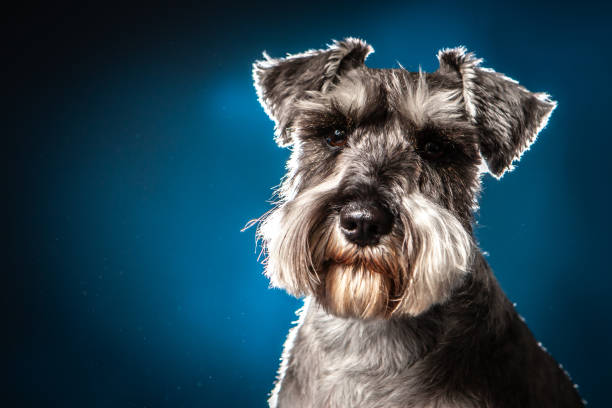 istock A dog sits on a blue background. Terrier. Black and white terrier. 2151246199