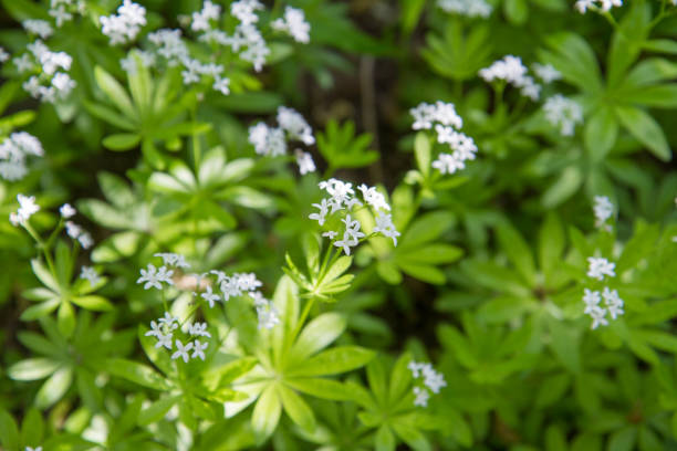 The  sweet woodruff (Galium odoratum) plant blooming in spring