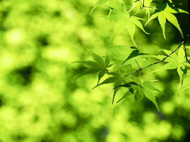 istock Fresh green leaves and background 2151248969