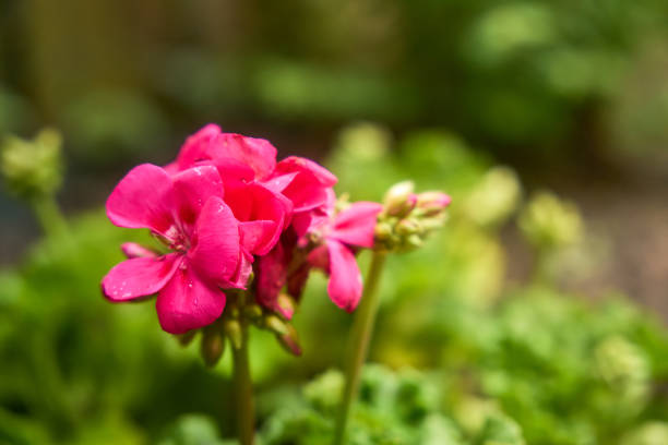 purple pink wildflowers on green background in nature flower photograph