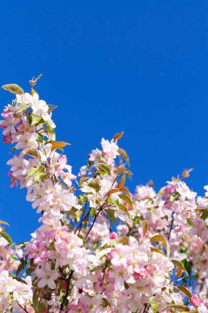 istock cherry tree blossom. pink flowers on the branches of a blossoming apple tree in spring with green leaves on bright blue sky background. copy space. vertical 2151251038