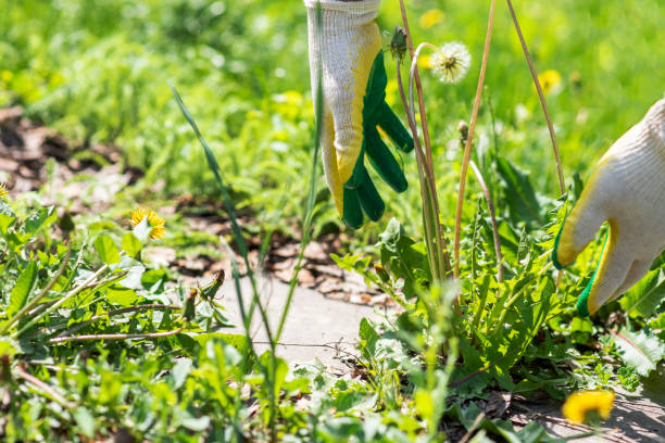 istock old man hands uprooting weeds in his garden 2151251159