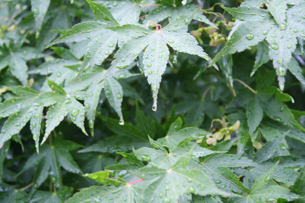 A close up image of green Japanese maple leaves with raindrops covering them.