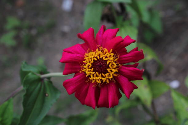 A Picture of Elegant Red Zinnia Flower with Green Leaf Background
