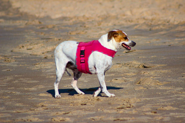 istock Dogs having fun on the beach 2151256674