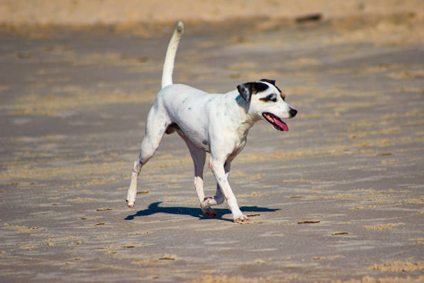 Dogs having fun on the beach