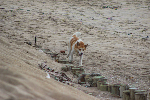 Dogs having fun on the beach