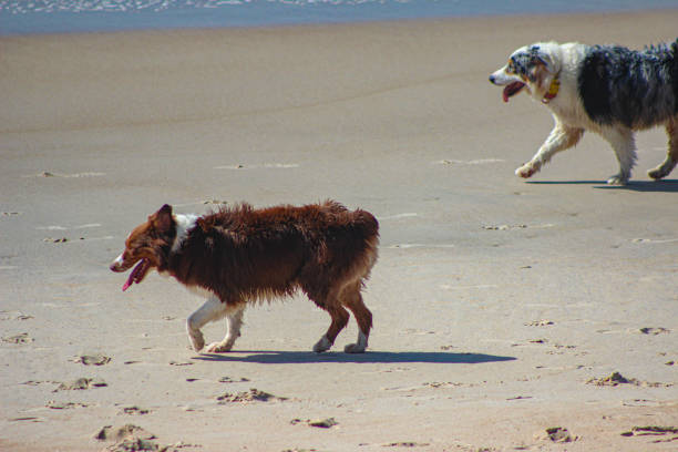 istock Dogs having fun on the beach 2151256772