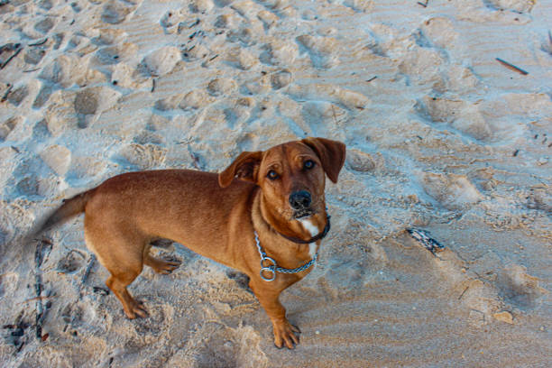 istock Dogs having fun on the beach 2151256793