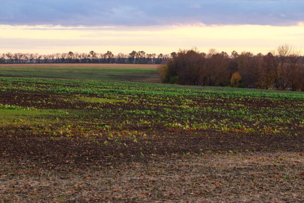 Beautiful autumn sunset landscape of an agricultural field.