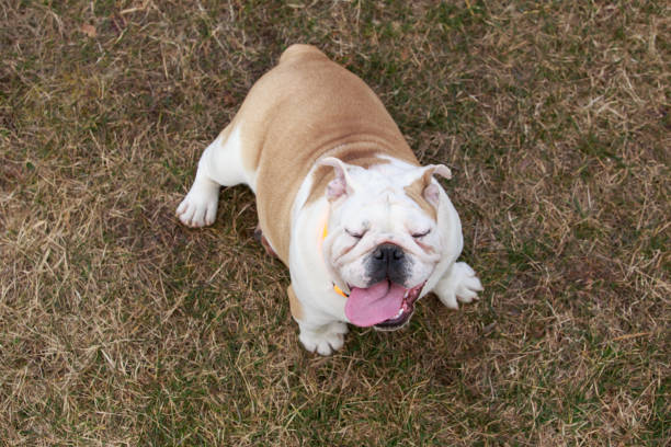 beautiful champion male english bulldog standing in the grass