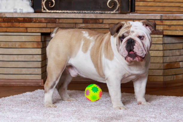 Playful english bulldog joyfully running towards the camera, showcasing vibrant colors in a lush garden filled with blooming plants