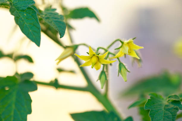 Yellow flower in full bloom of tomato plant growing close up.