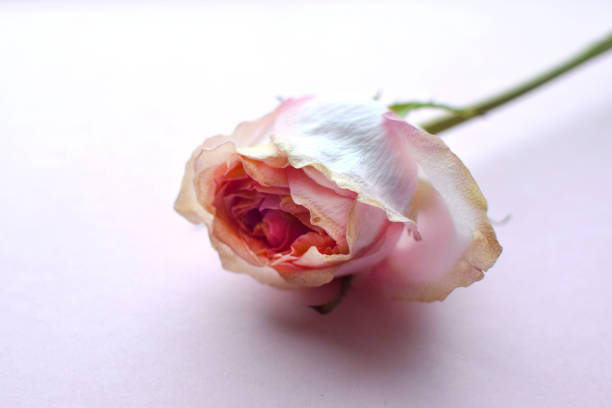 Dry rose bud on a pink background.