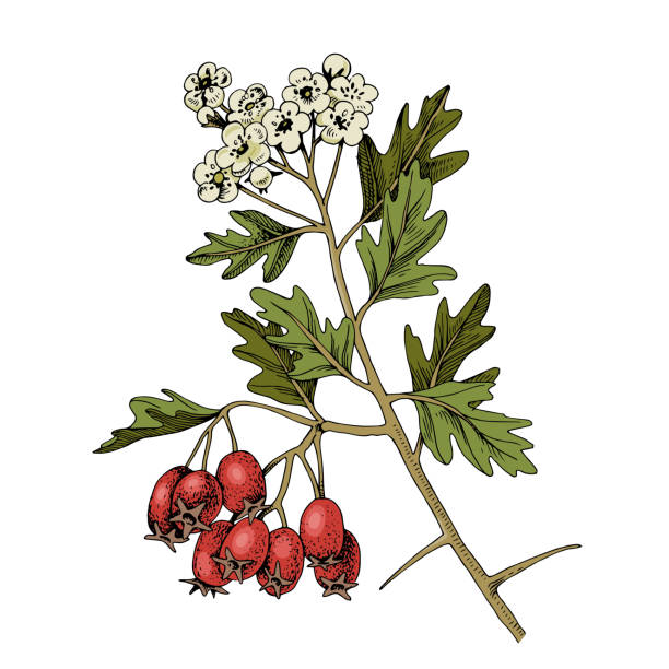 Healing shrub hawthorn with flowers and berries. Hand drawn illustration of medicinal plant isolated on white background.