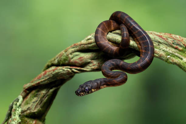 Bowles's Python 20+ Boelens Python Photos Stock Photos, Pictures & Royalty-Free Images ...
