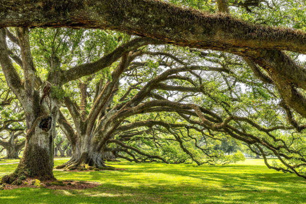 alley of old oak trees covered with spanish moss - mississippi sydstaterna bildbanksfoton och bilder