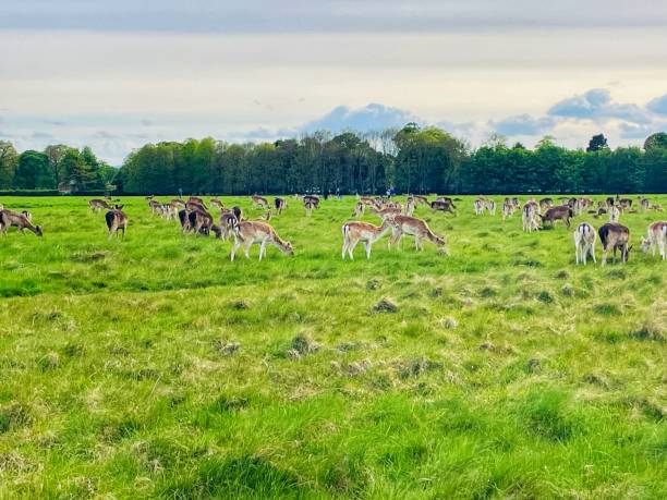 istock The beautiful deers are eating grass 2151263803
