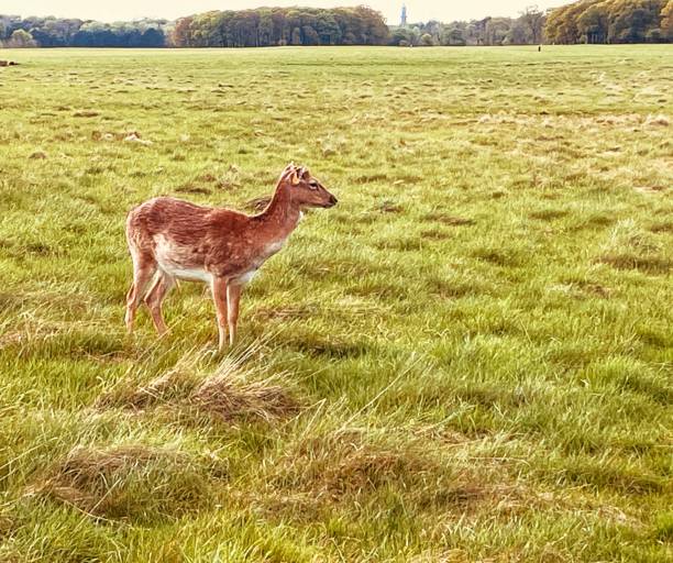 istock A lone deer in the park 2151263865