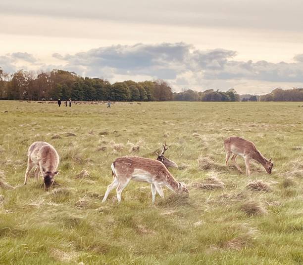 istock People watching the deers in the park 2151263885
